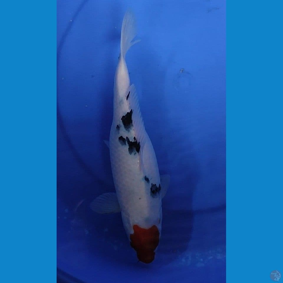 Tancho sanke 31 cm Female 