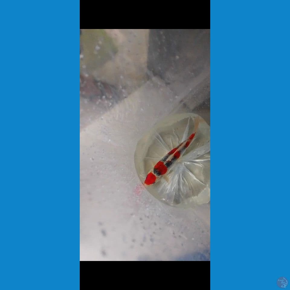 ghosiki red strong