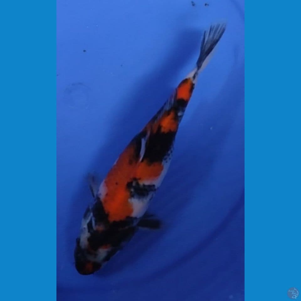 SHOWA 24 CM FEMALE