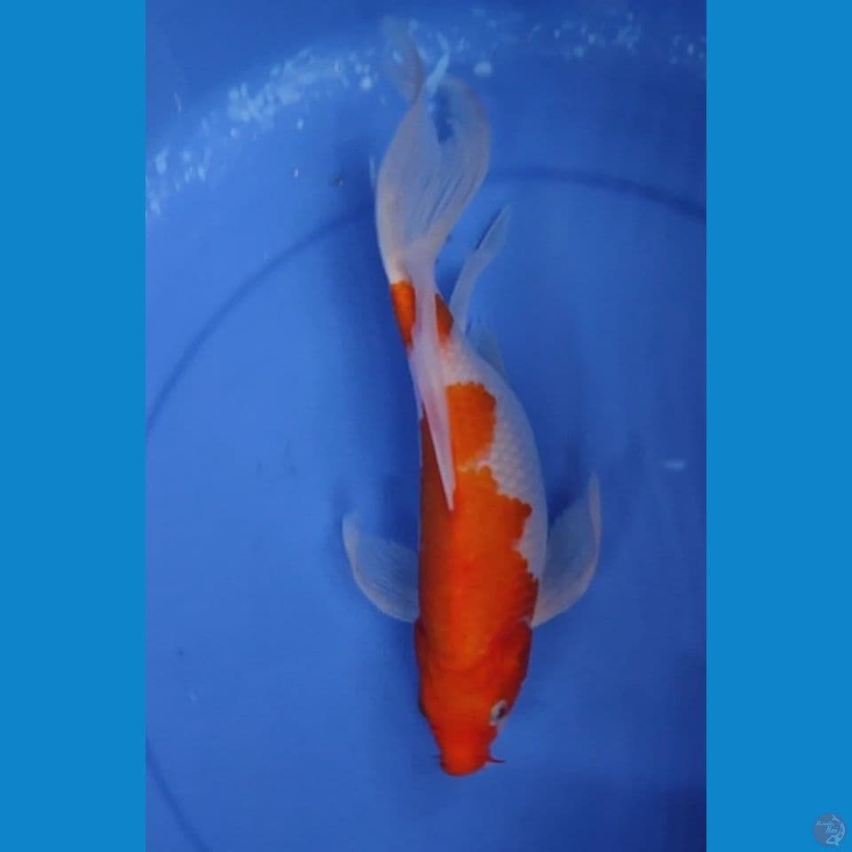 KUMPAY KOHAKU 30 CM FEMALE
