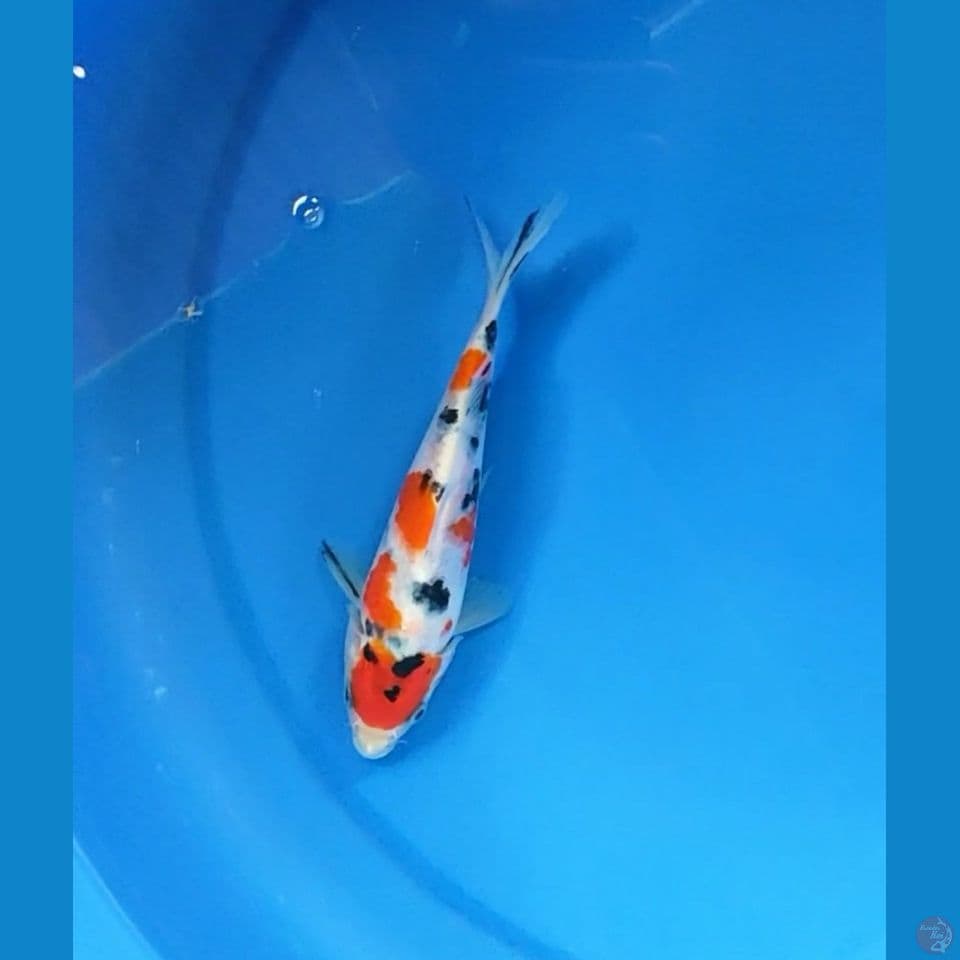mini sanke 15 cm
