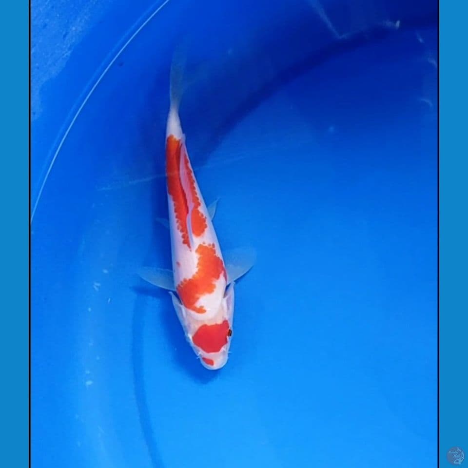 mini kohaku original 17 cm
