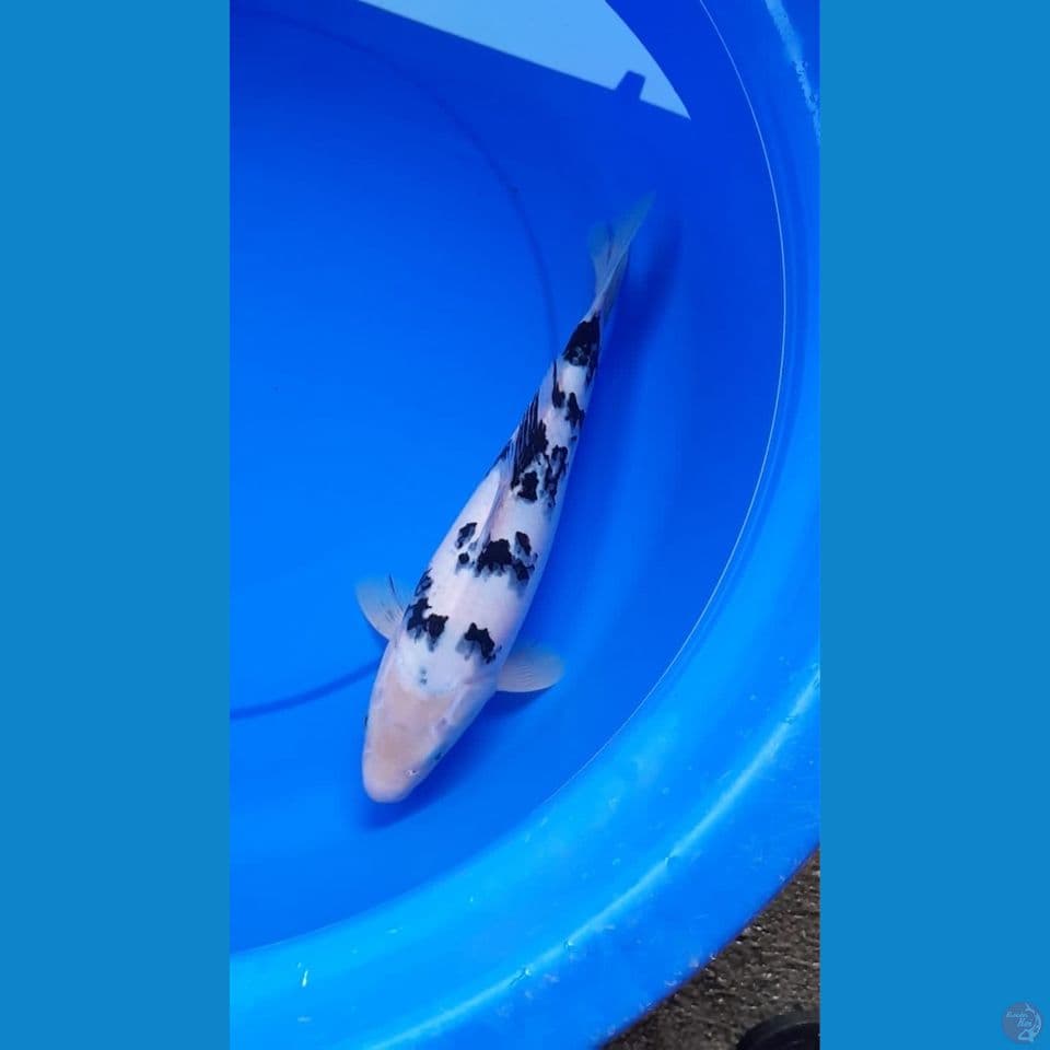 Bekko 35cm