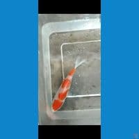 12cm Kohaku SQ
