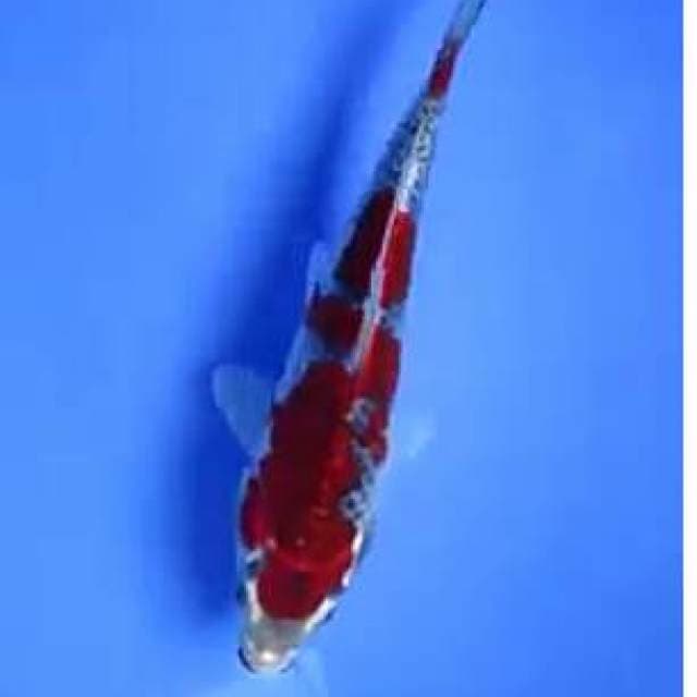Goshiki.size.20cm