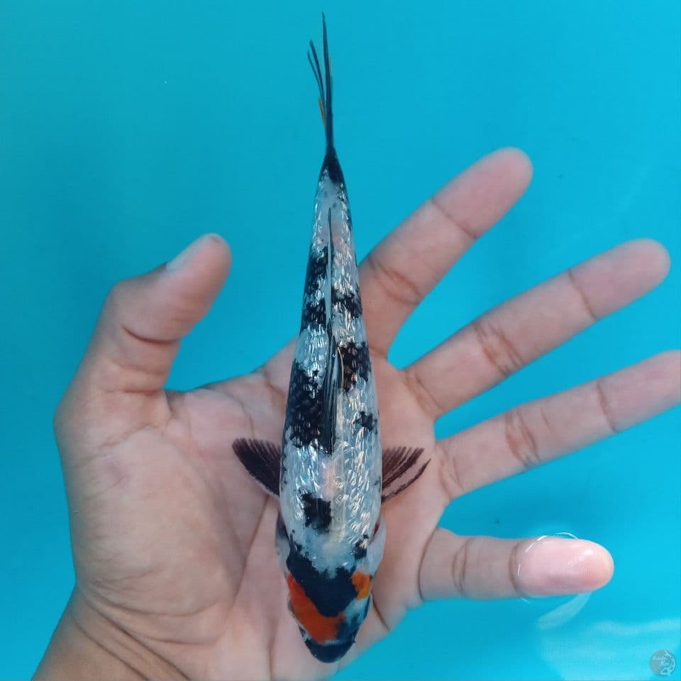TANCHO SHOWA GINRIN 16CM
