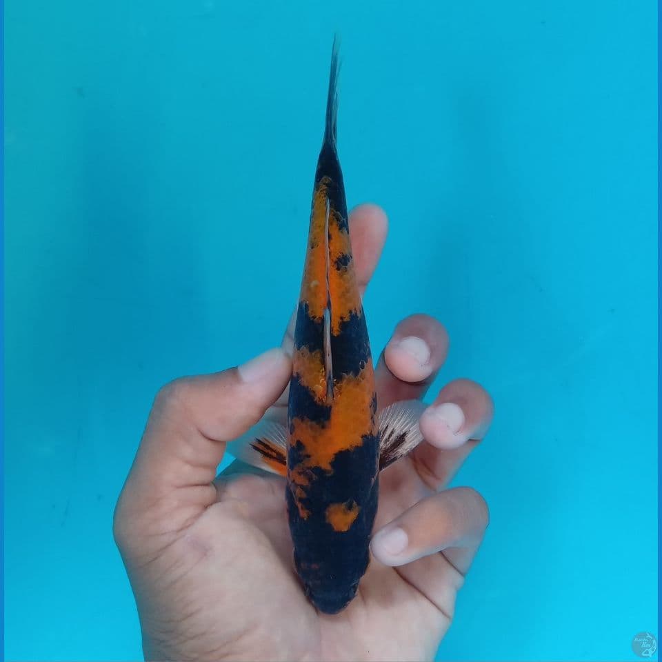 HIKARI UTSURI 17CM