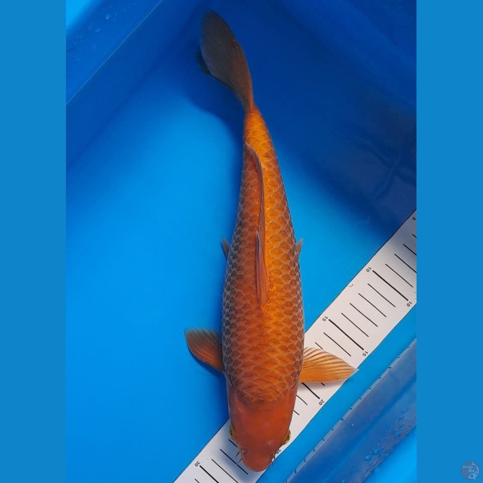 caramel 37cm