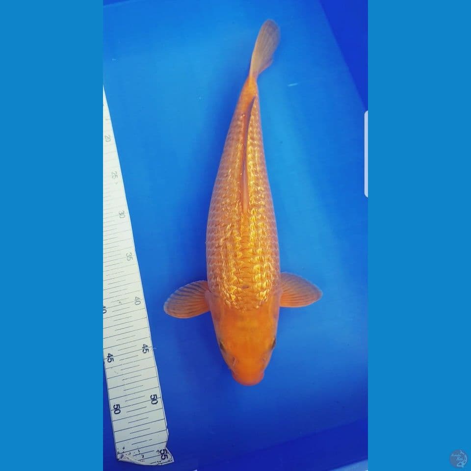 KARAMEL GINRIN 40 CM
