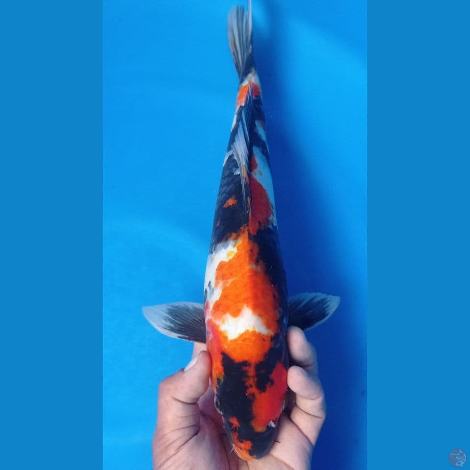 showa 38cm
