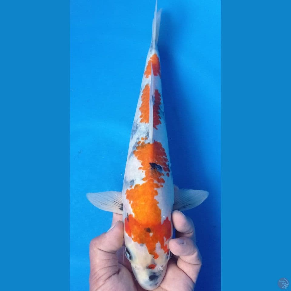 kanoko showa 30cm