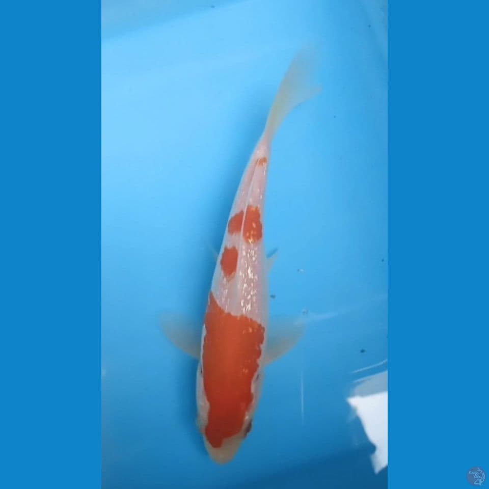 kohaku ginrin