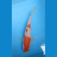 kohaku ginrin