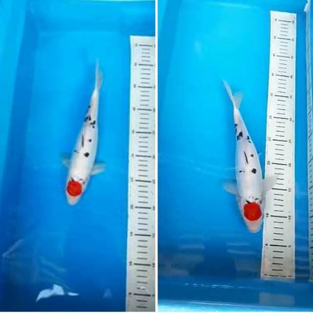 Tancho.sangke.doitsu.orijinal.size.29cm