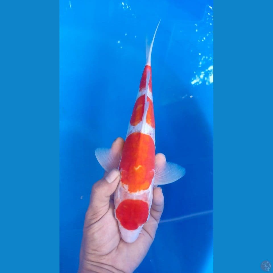 M 39CM KOHAKU DOITSU