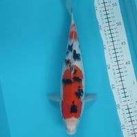 sanke 32cm/f