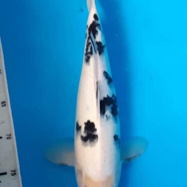 Bekko super white 