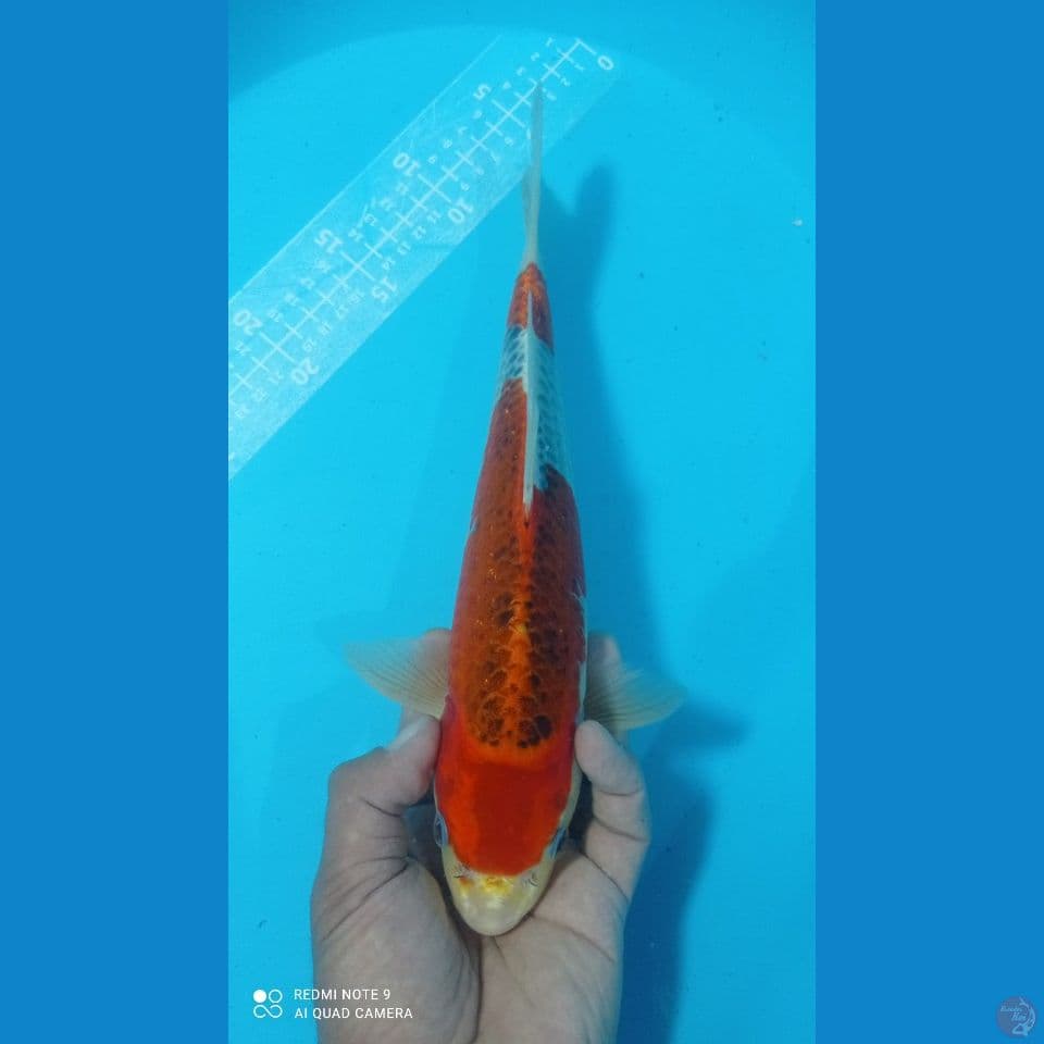 gosiki 32cm