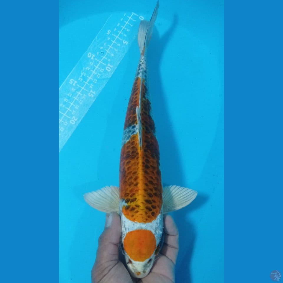 kujaku kirin 39cm