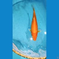 red karashi 20cm