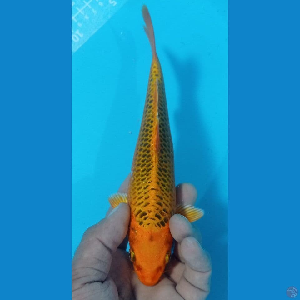 kin matsuba 24cm