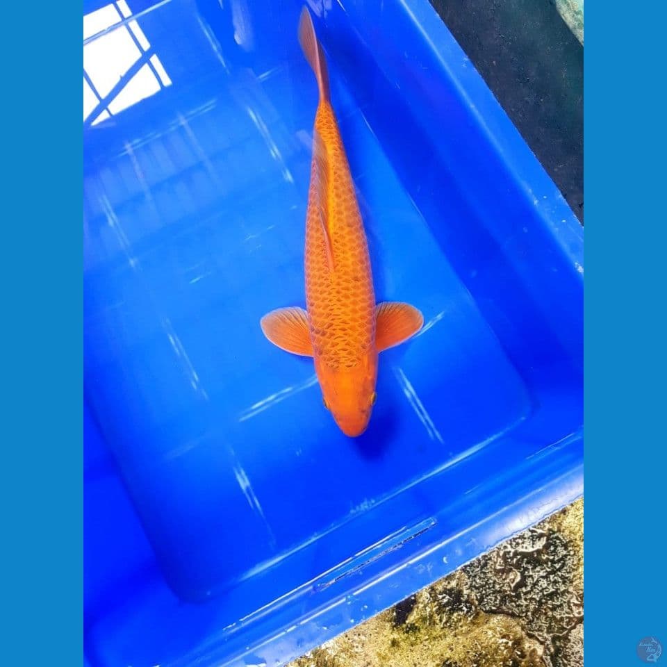 caramel 40 cm