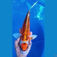 M 40CM MARUTEN KIKO