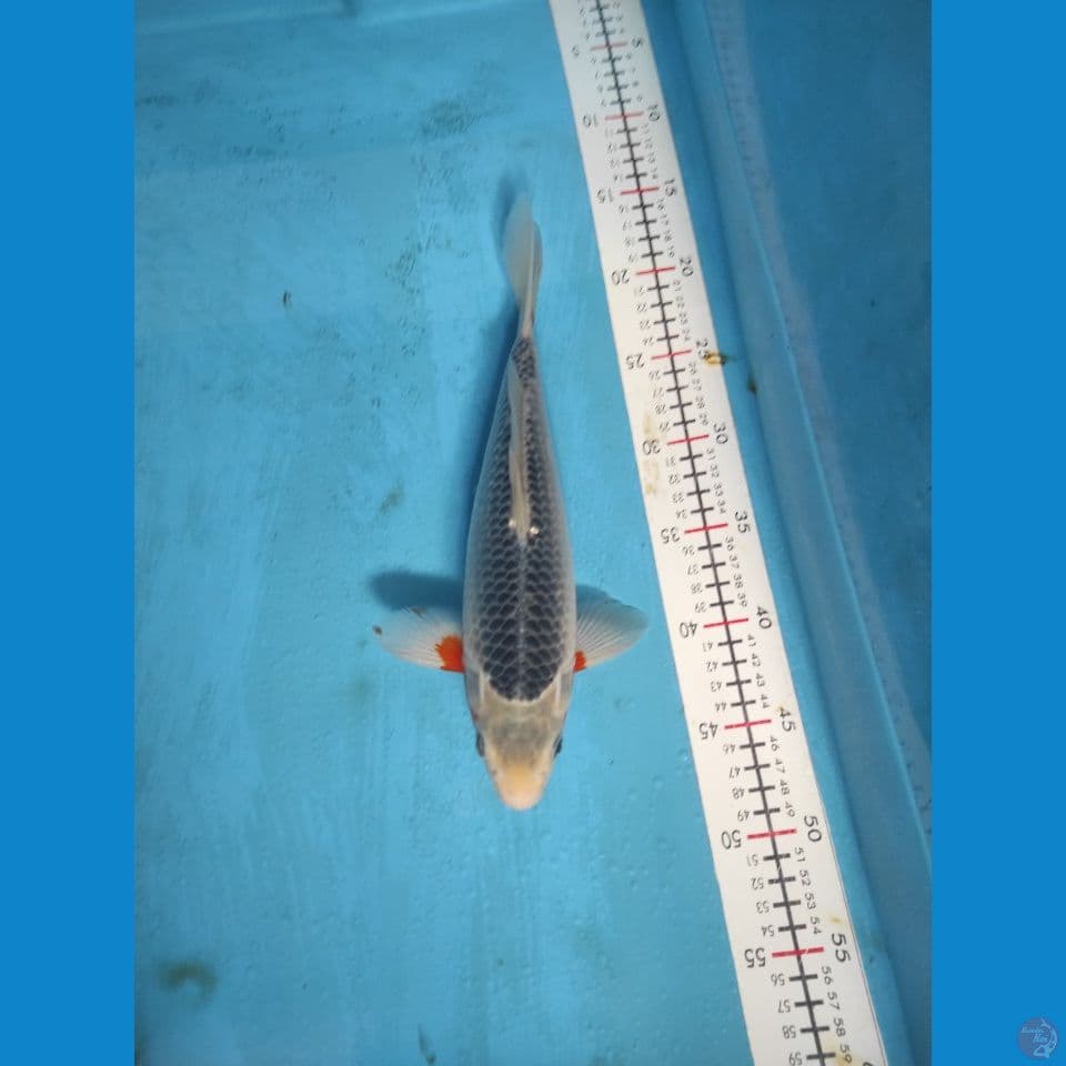 hana asagi male 31cm.
