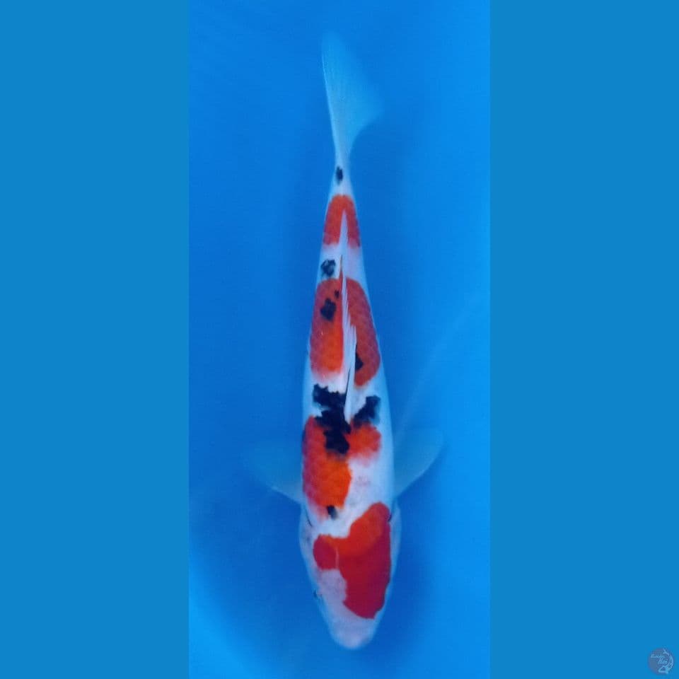 sanke 30cm