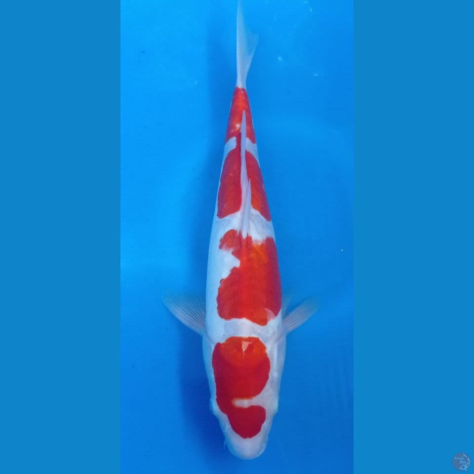 kohaku doit 34 cm