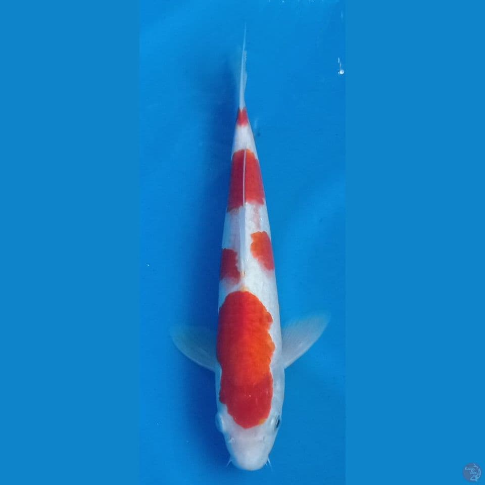 kohaku 33cm
