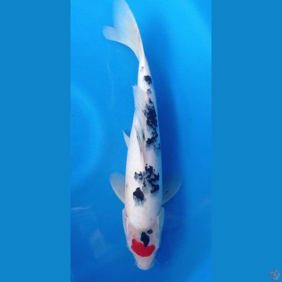 tanco sanke 39cm