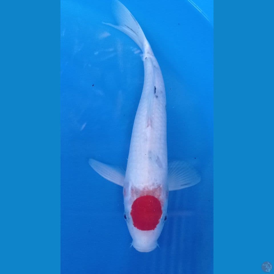 tanco sanke 35 cm
