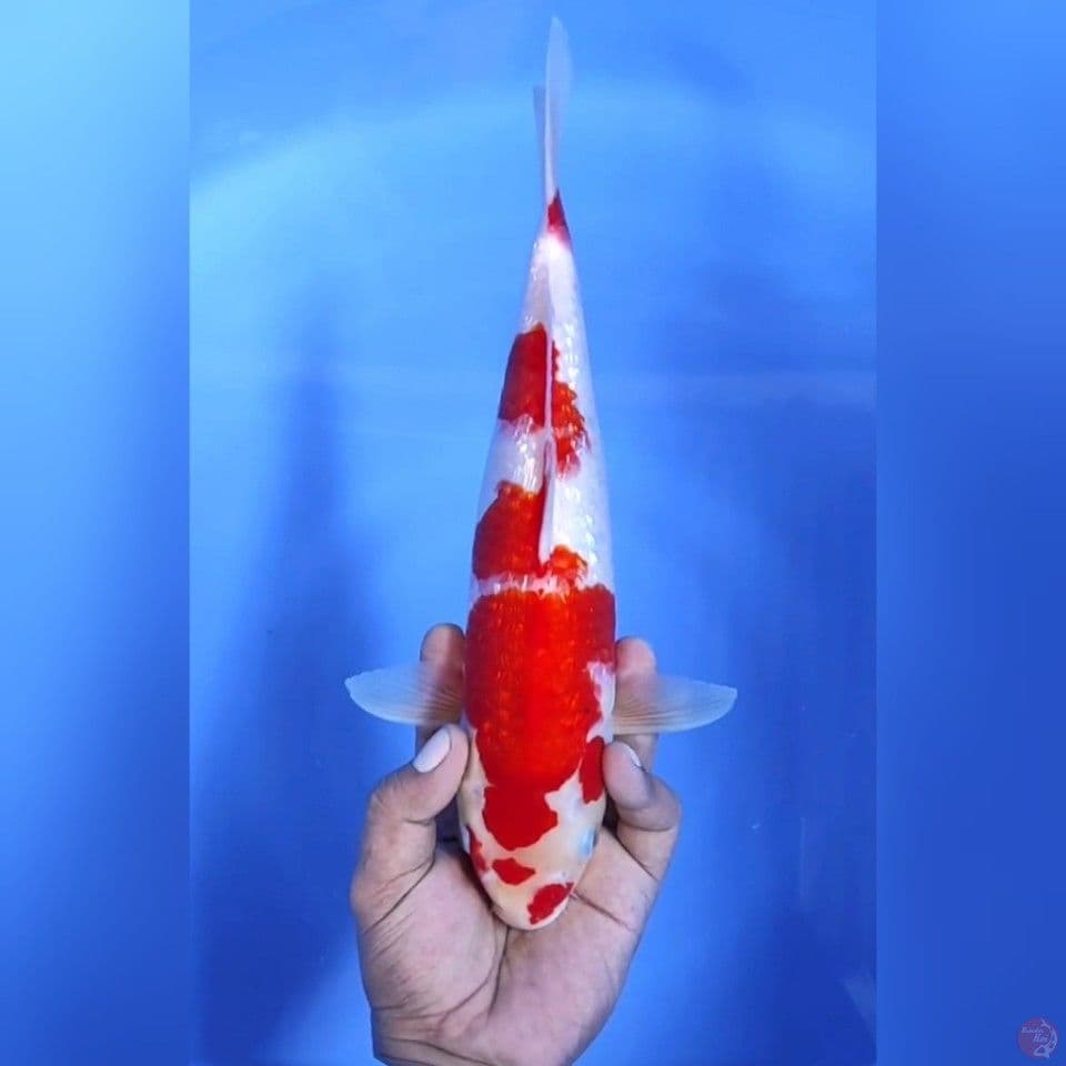 KOHAKU GINRIN # 33CM - F