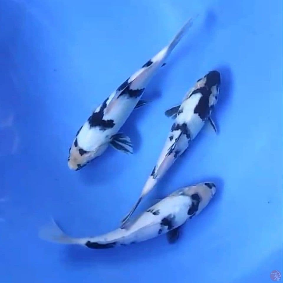 3 EKOR SIRO # 22-24CM