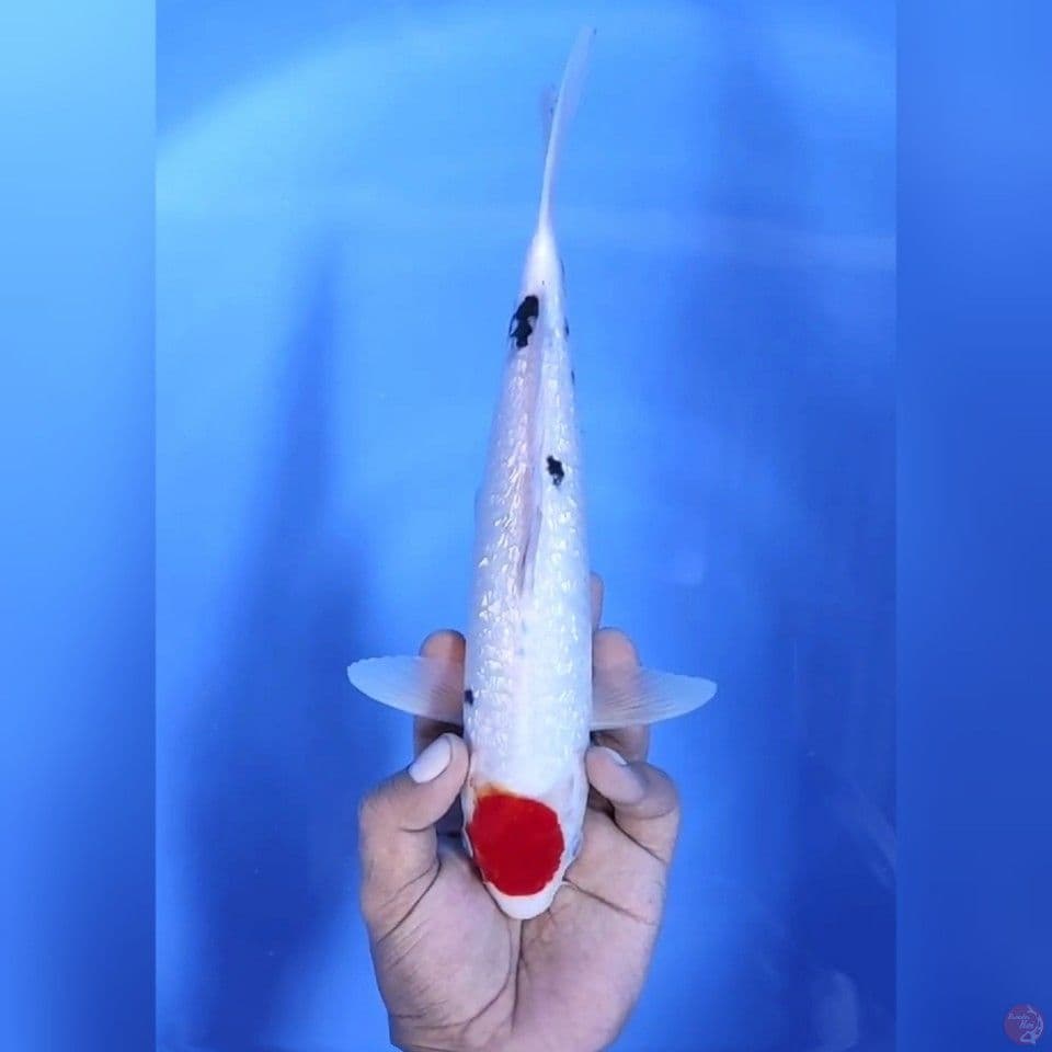 TANCHO GINRIN # 30CM - M