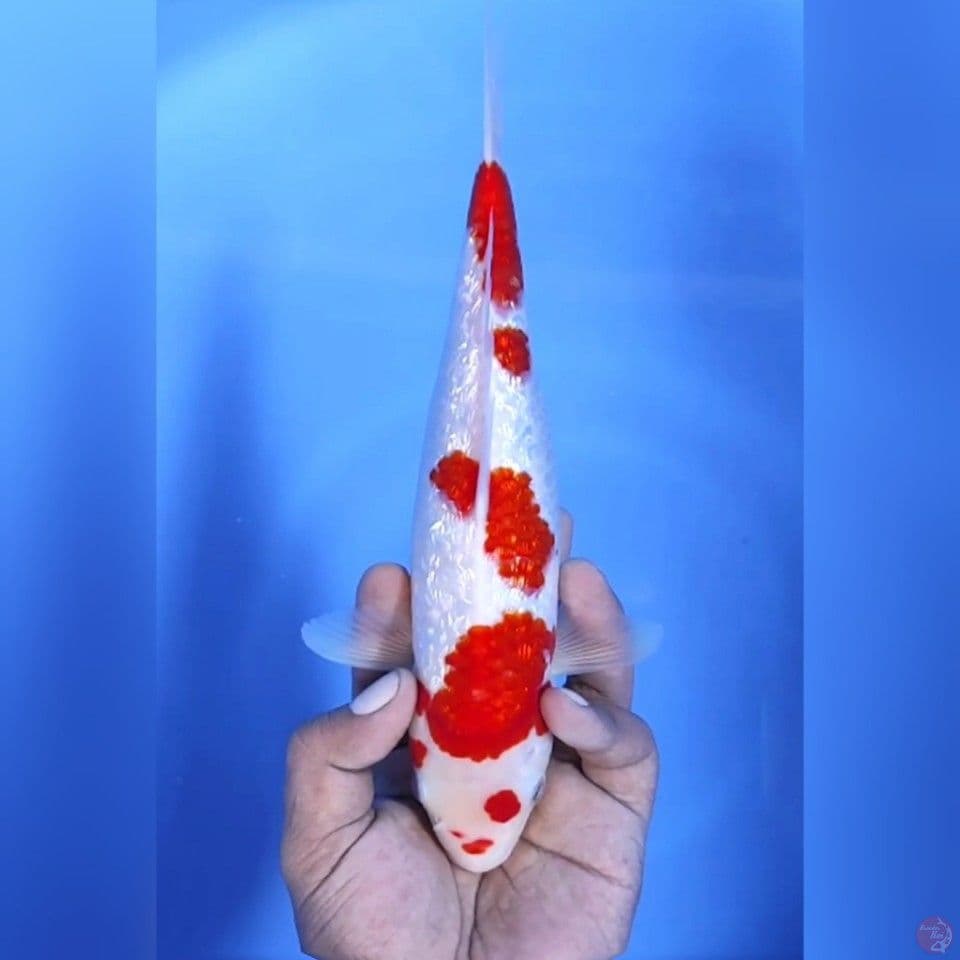FULL KOHAKU GINRIN # 28CM - F