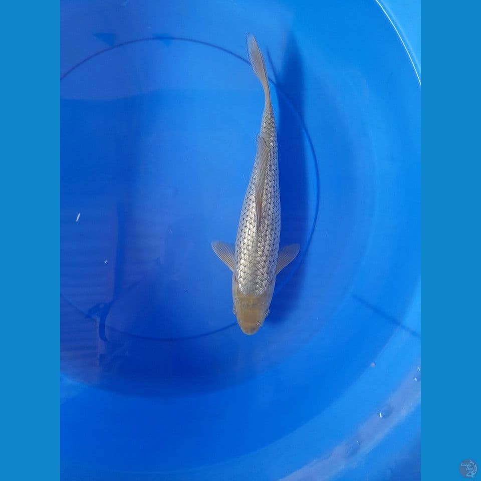 32cm suragoi gindrin