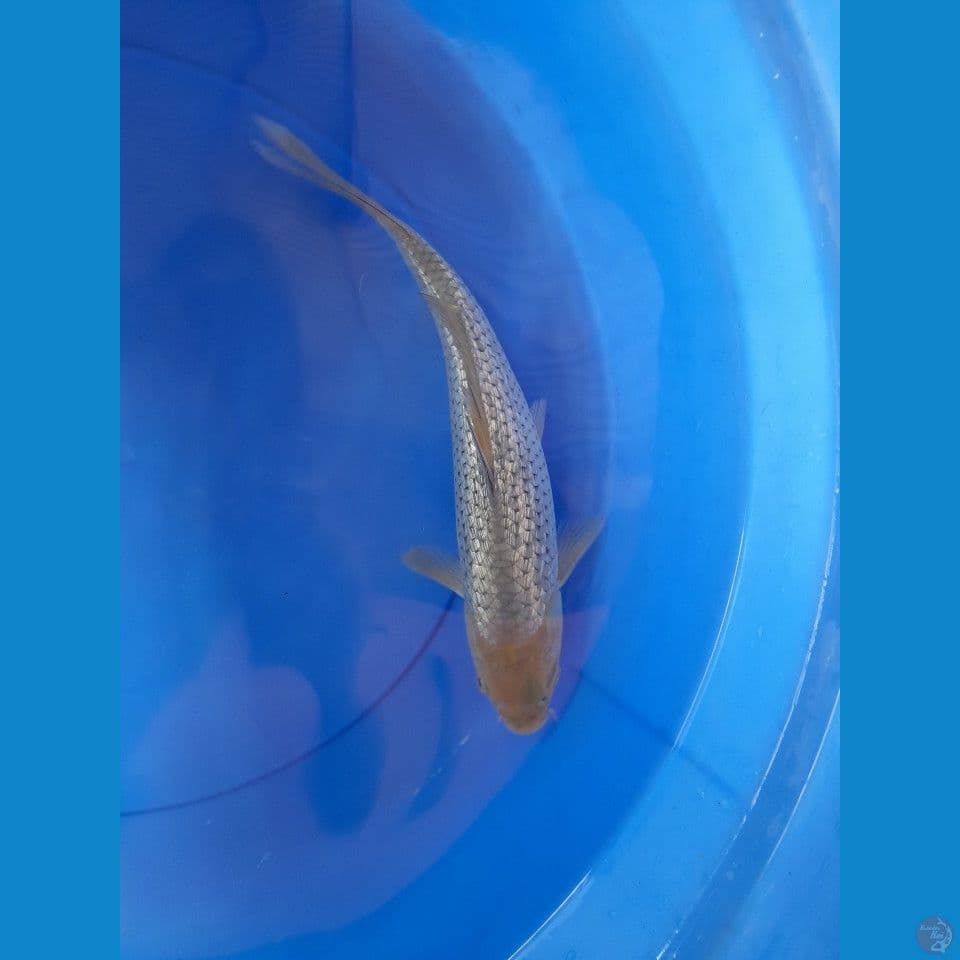 32cm suragoi gindrin