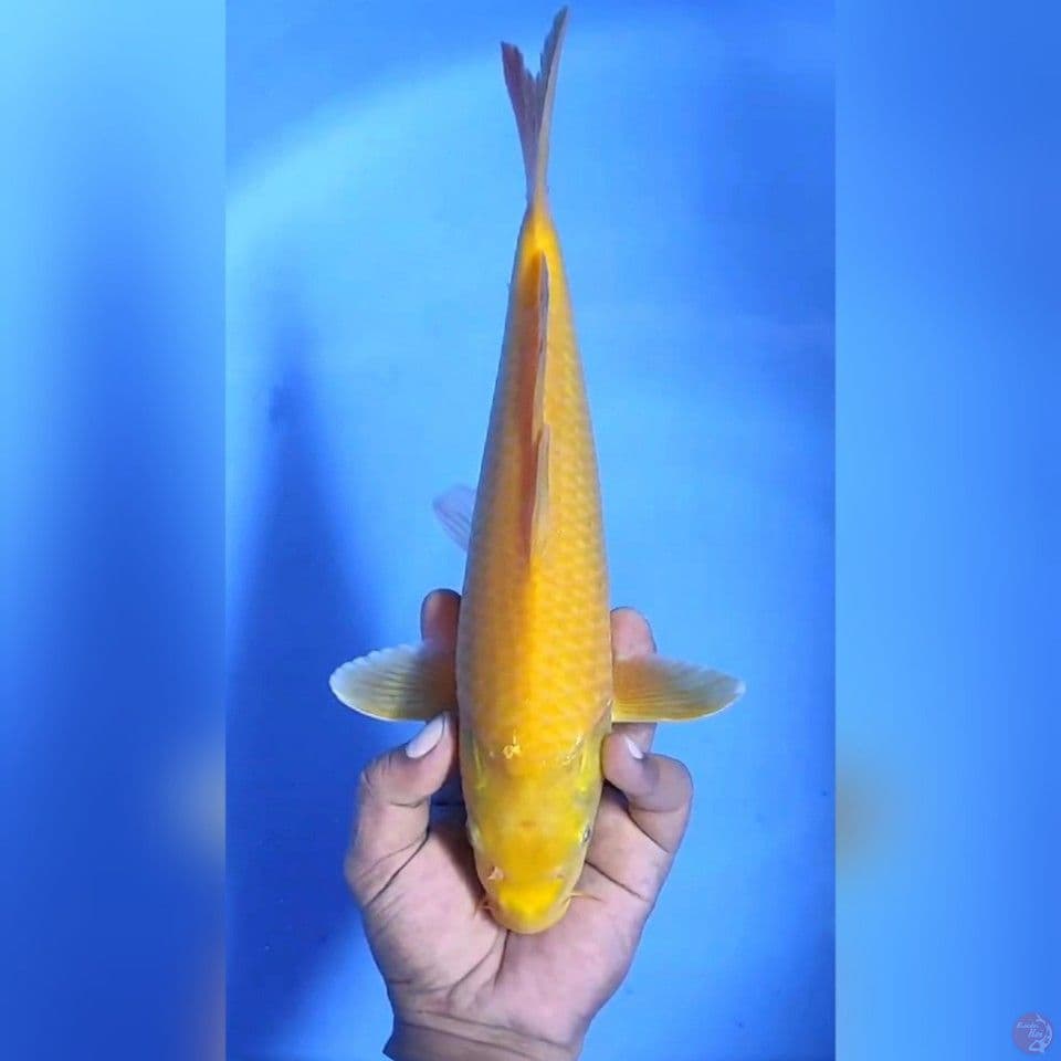KARASHI MATA MERAH # 32CM - M