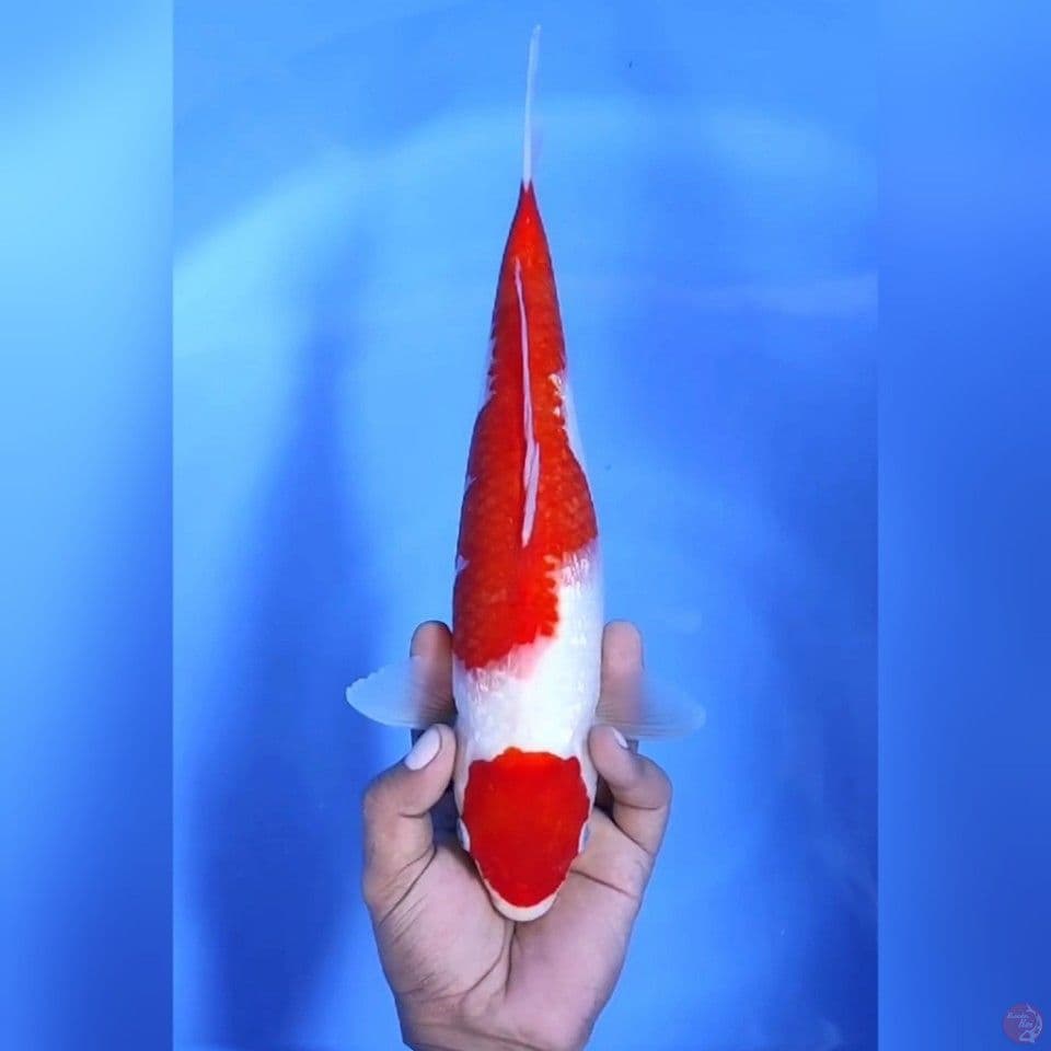 MARUTEN KOHAKU GINRIN # 34CM - F
