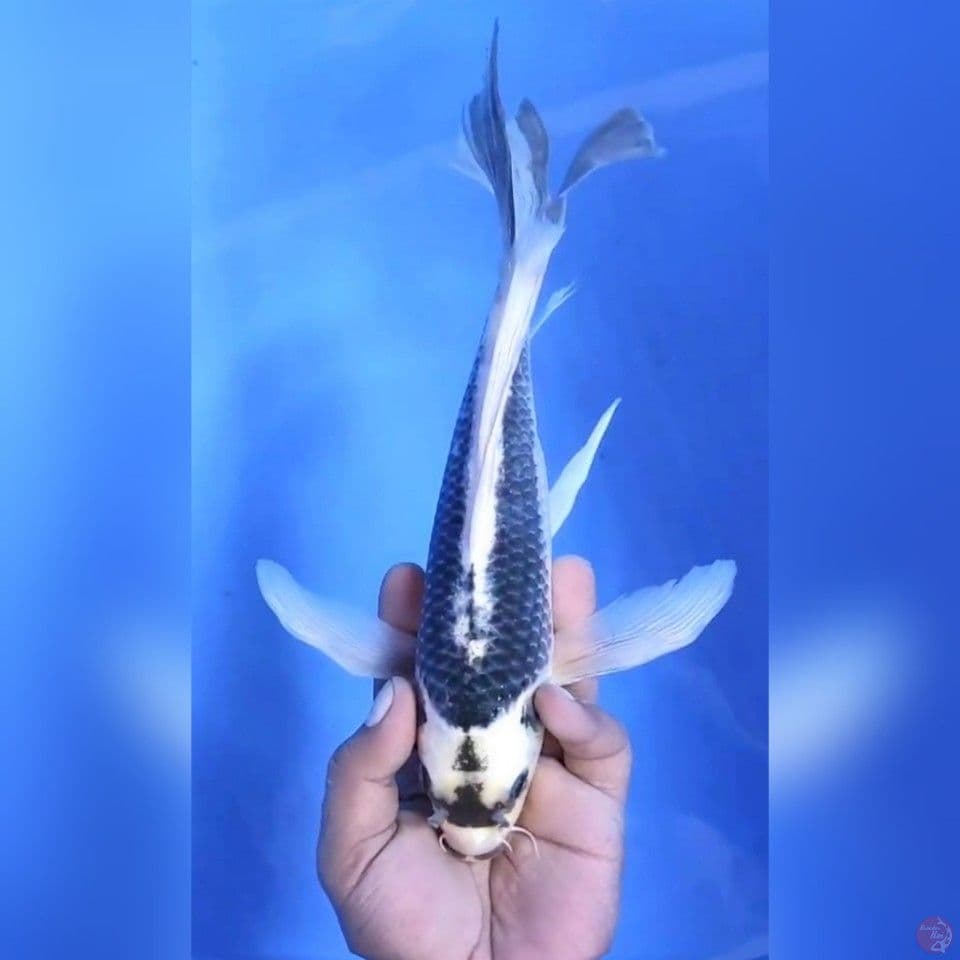 KUMPAY GIN MATSHUBA # 30CM - F