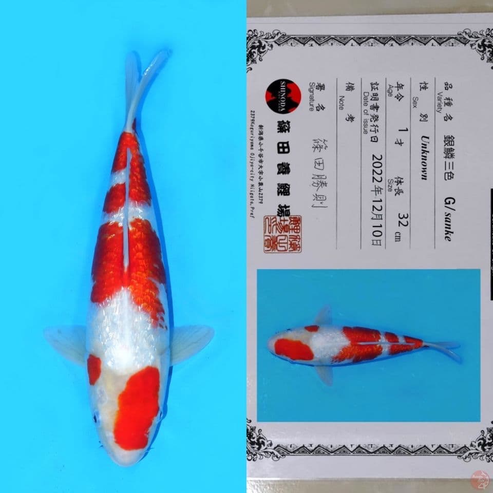 SAHINIDA GINRIN KOHAKU SQ 40CM