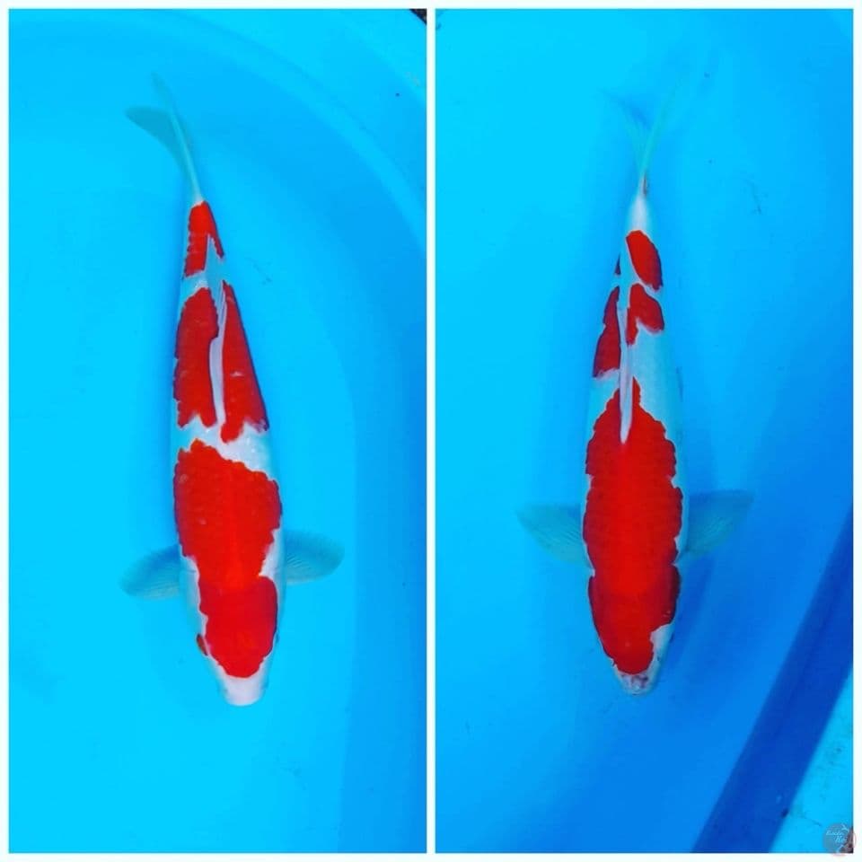 kohaku 36cm