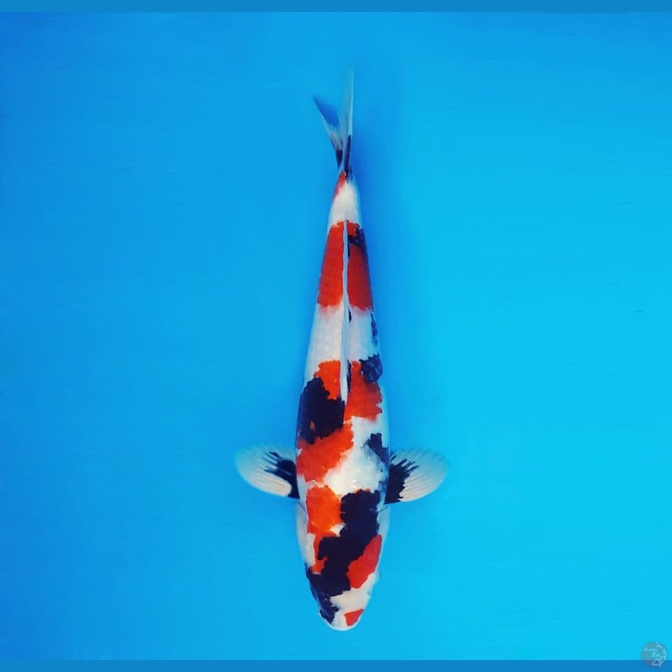 MUSASHI 2 ~ Showa Evolution 33 cm/fm™,-