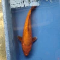 Tembaga Merah 32cm female