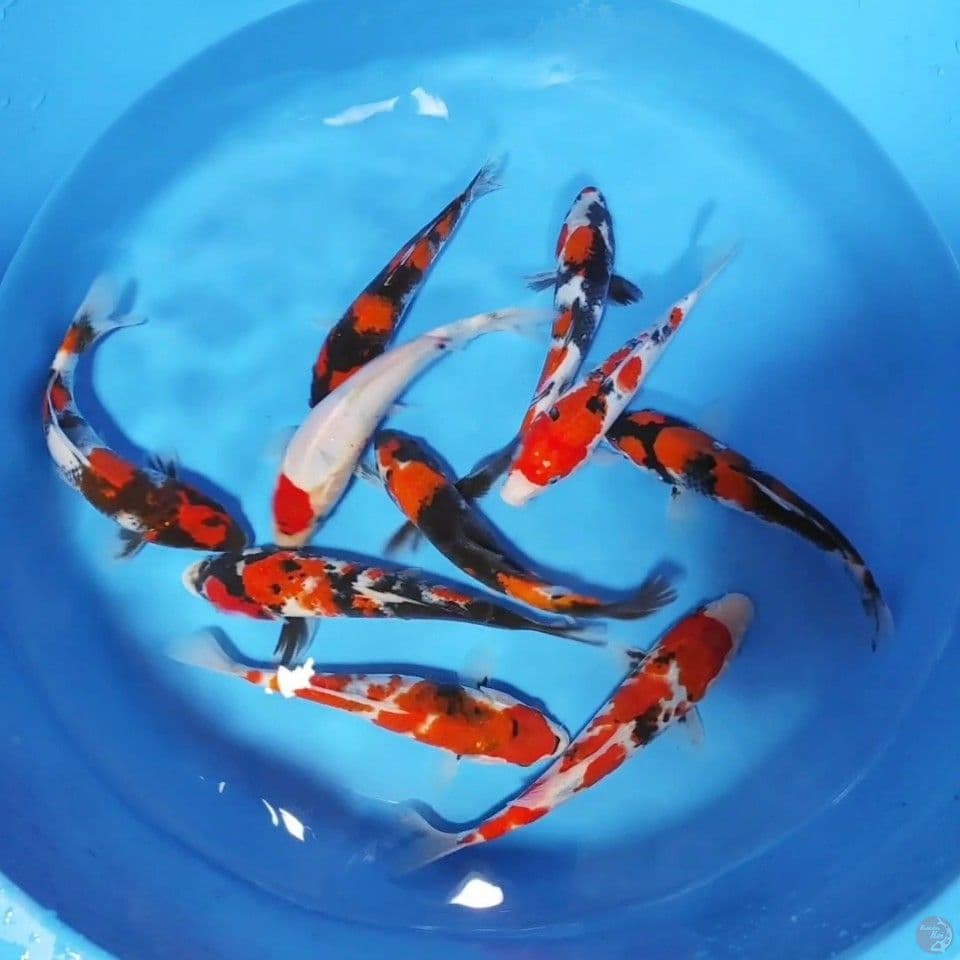 21-25CM, 10 ekor