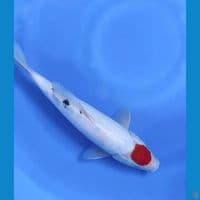 Sanke Tategoi Jantan 33 cm