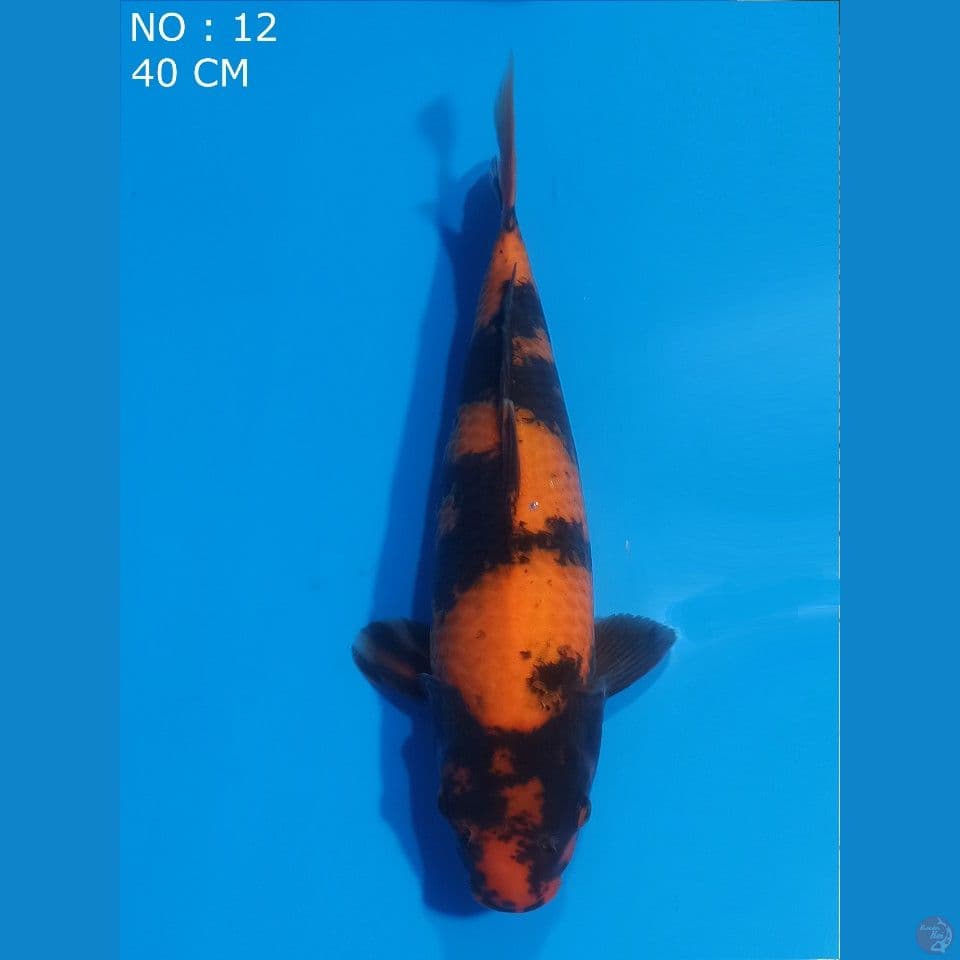 HI UTSURI IMPORT DAINICHI