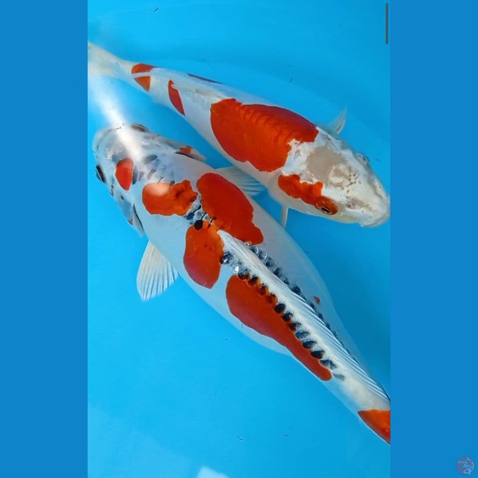 2 ekor kikusui & Doitsu kujaku
